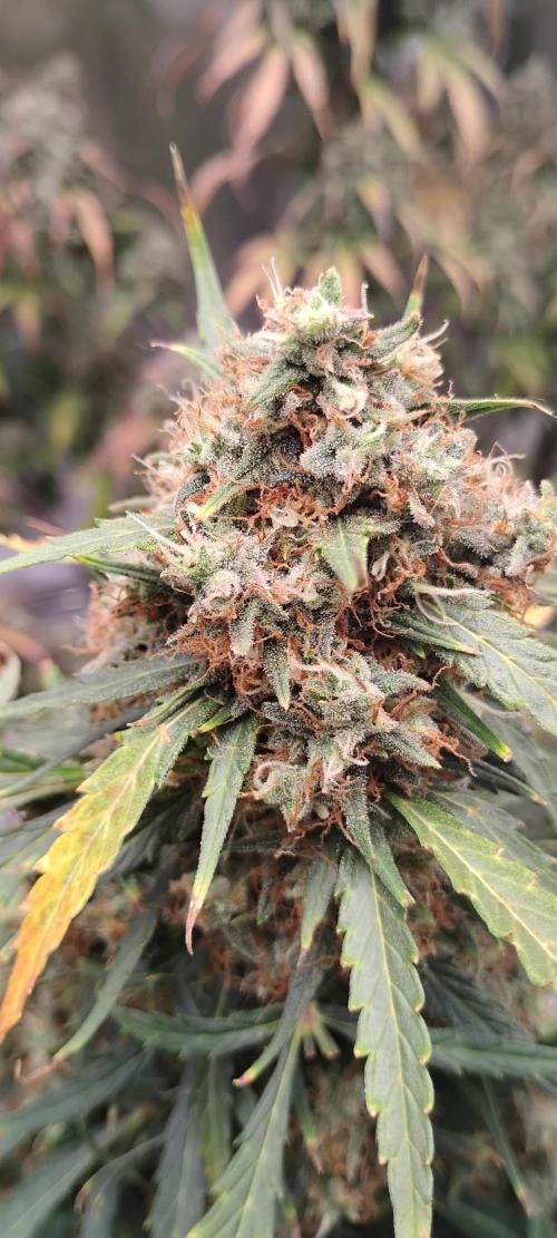 Mystery Seed 2. Week 10