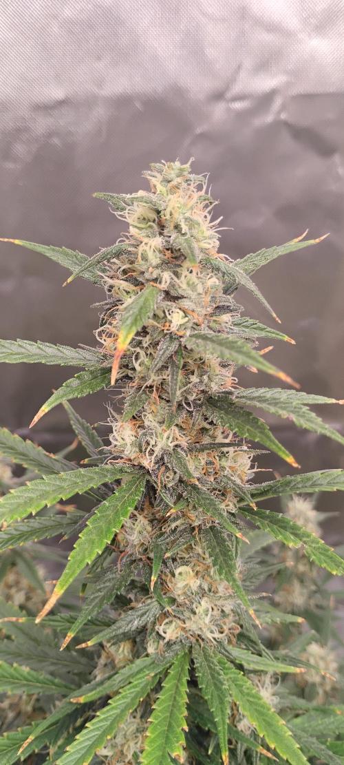 Mystery Seed 1. Week 10