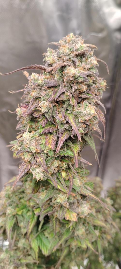 Strawberry Gorilla. Week 11