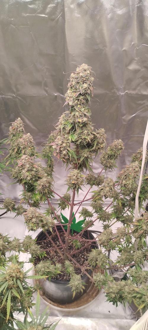 Strawberry Gorilla. Week 11