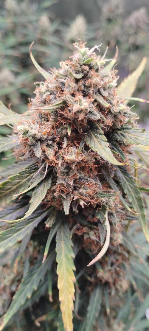 Mystery Seed 2. Week 11