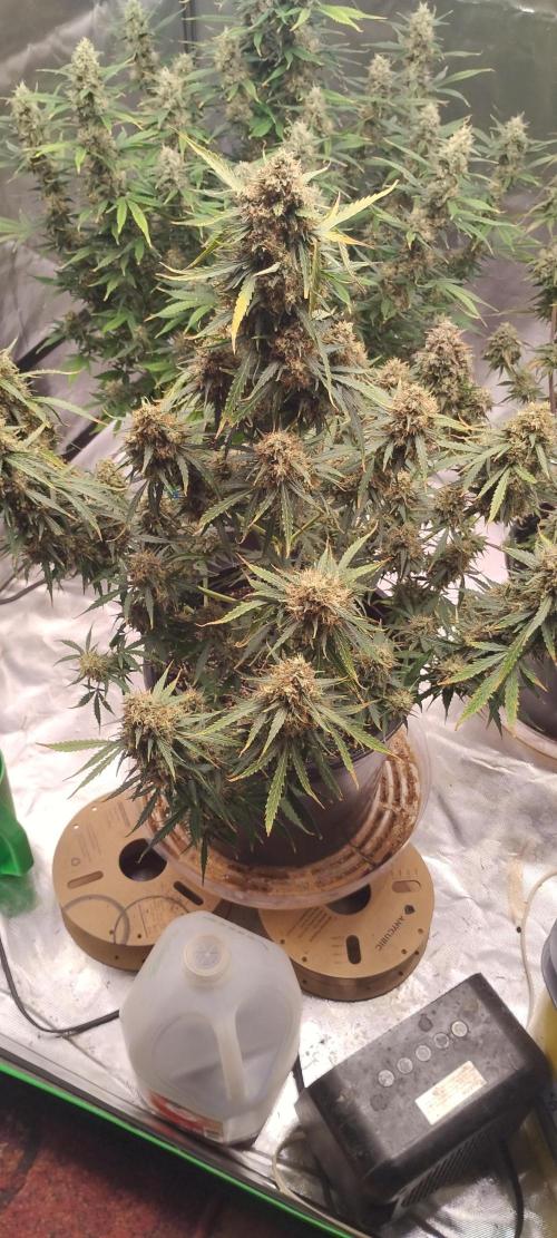 Mystery Seed 2. Week 11