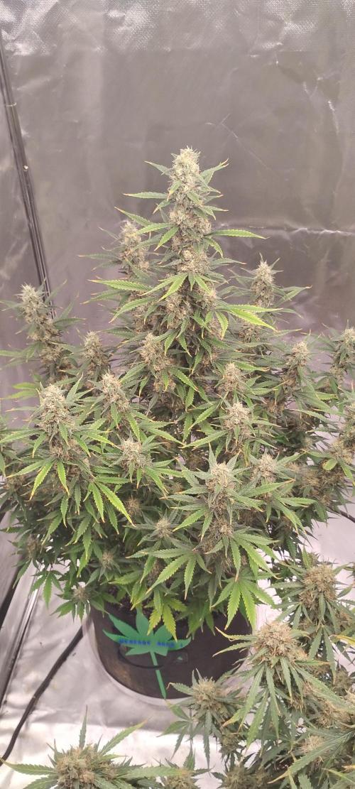 Mystery Seed 1. Week 11