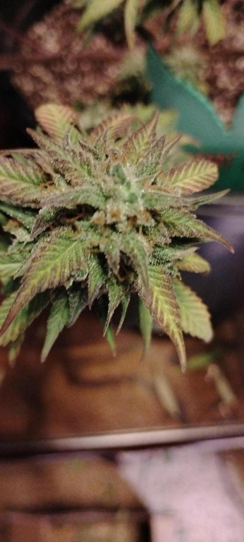 Strawberry Gorilla. Week 12