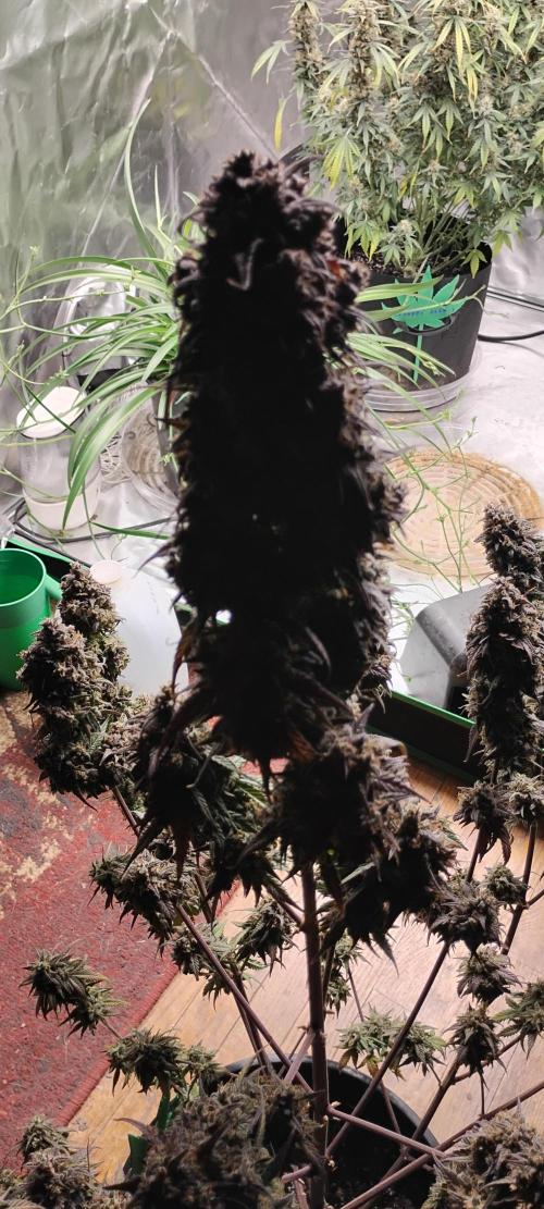 Strawberry Gorilla. Week 12