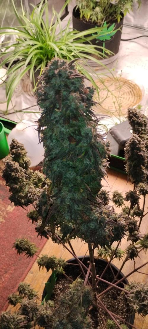 Strawberry Gorilla. Week 12