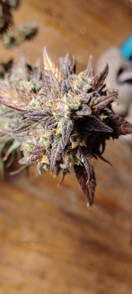 Strawberry Gorilla. Week 12