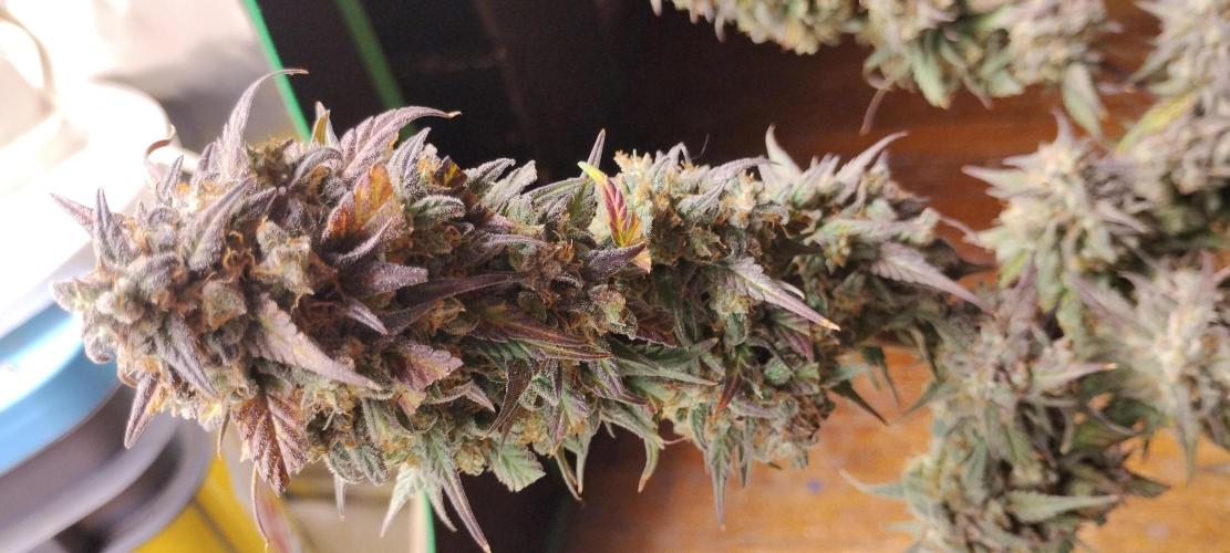 Strawberry Gorilla. Week 12