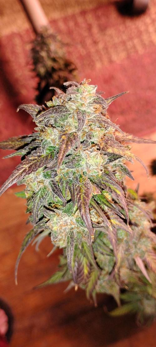 Strawberry Gorilla. Week 12