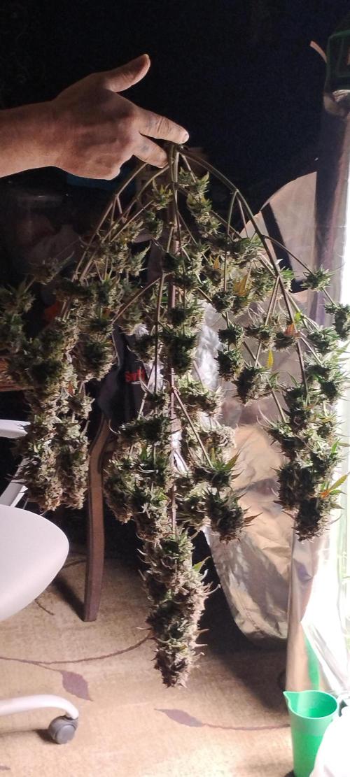 Strawberry Gorilla. Week 12