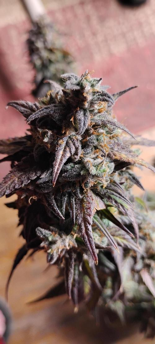 Strawberry Gorilla. Week 12