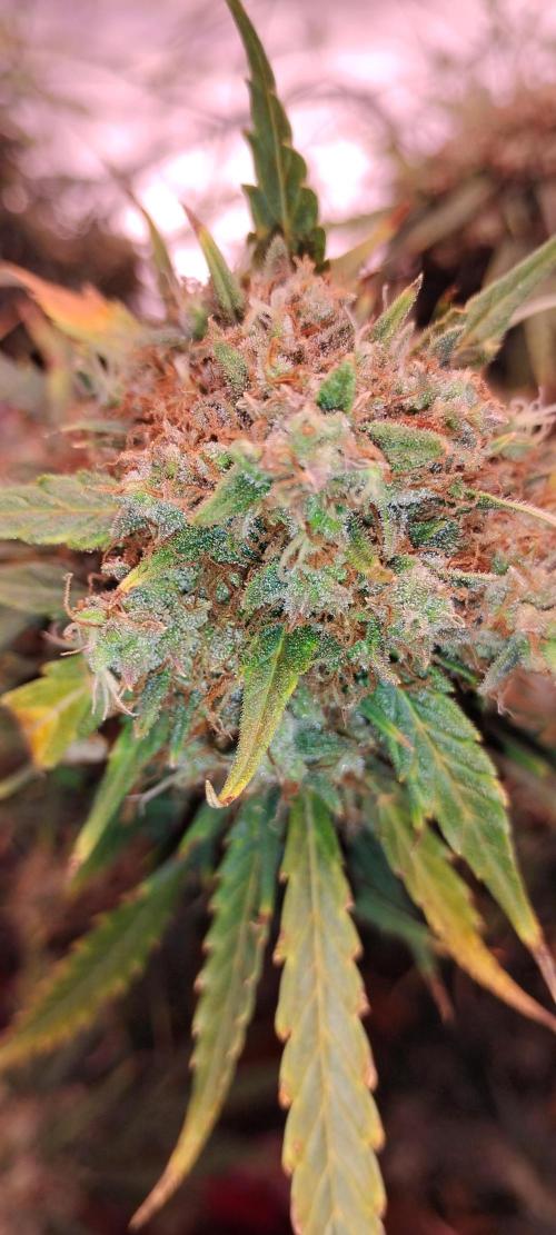 Mystery Seed 2. Week 12