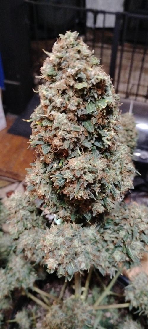 Mystery Seed 2. Week 12