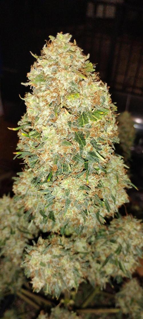 Mystery Seed 2. Week 12