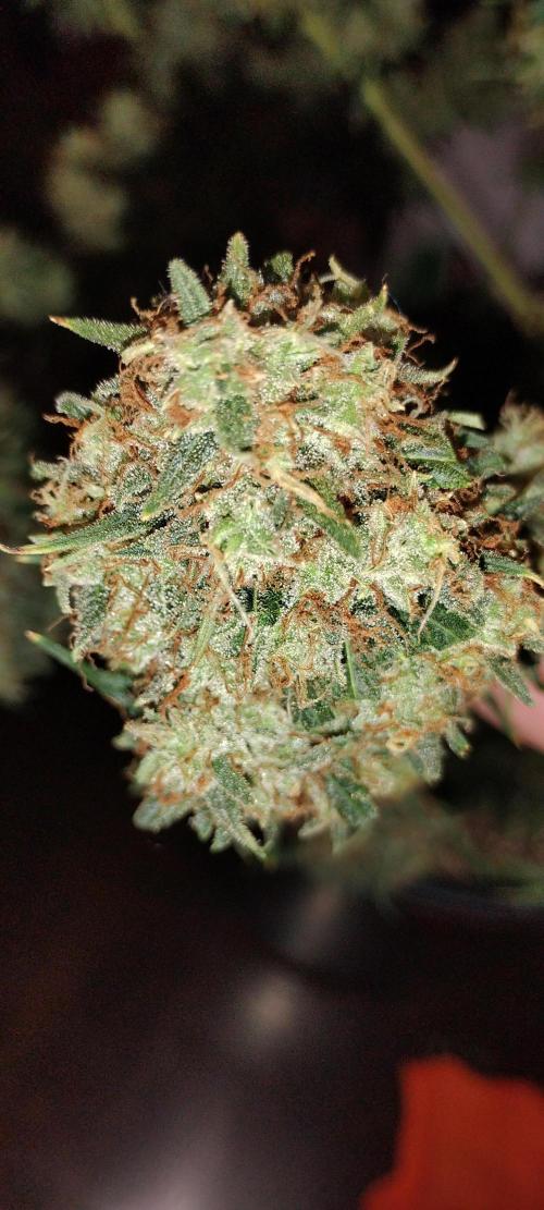 Mystery Seed 2. Week 12