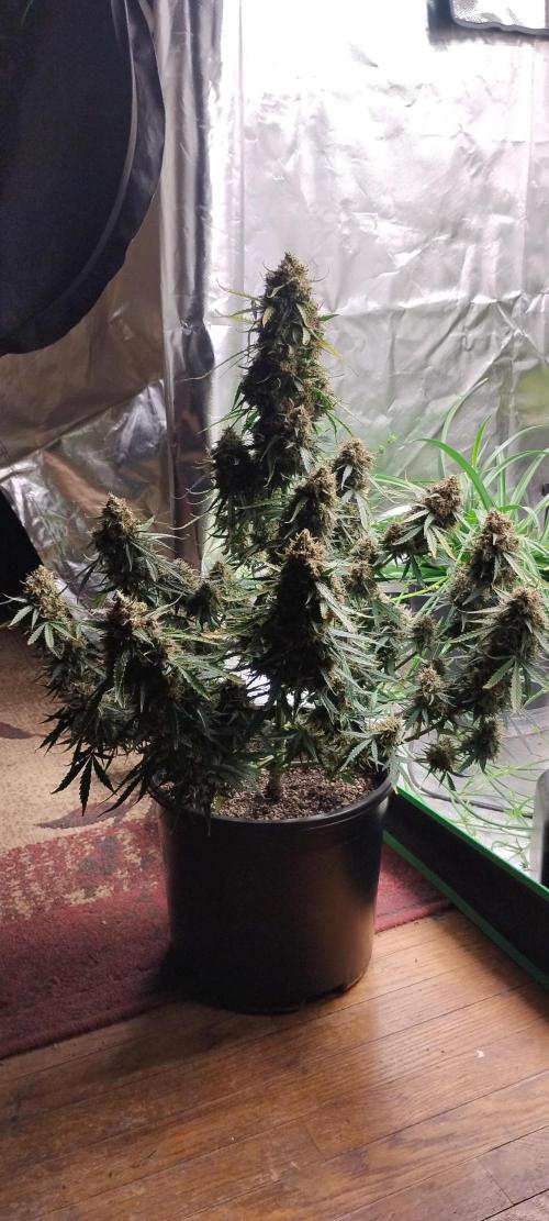 Mystery Seed 2. Week 12