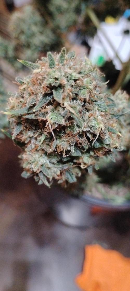 Mystery Seed 2. Week 12