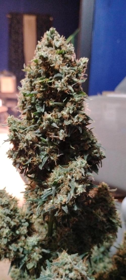 Mystery Seed 2. Week 12