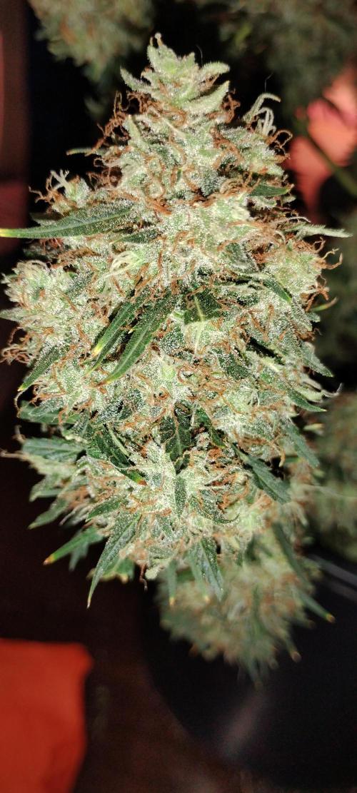 Mystery Seed 2. Week 12