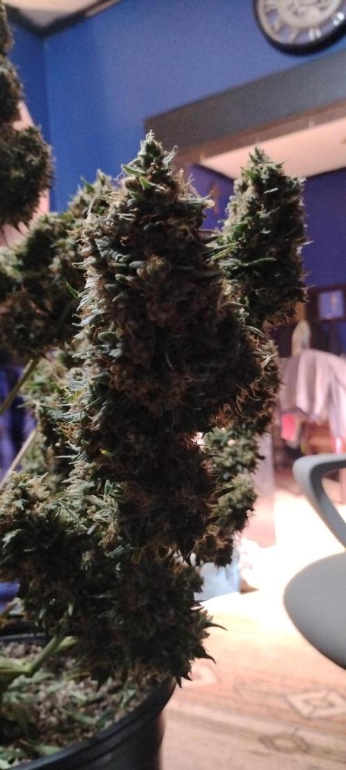 Mystery Seed 2. Week 12