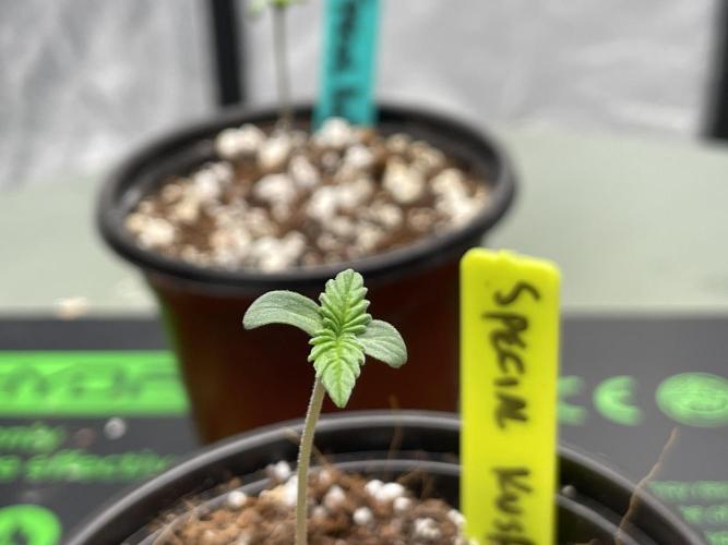 Afghan x Kush. Week 0