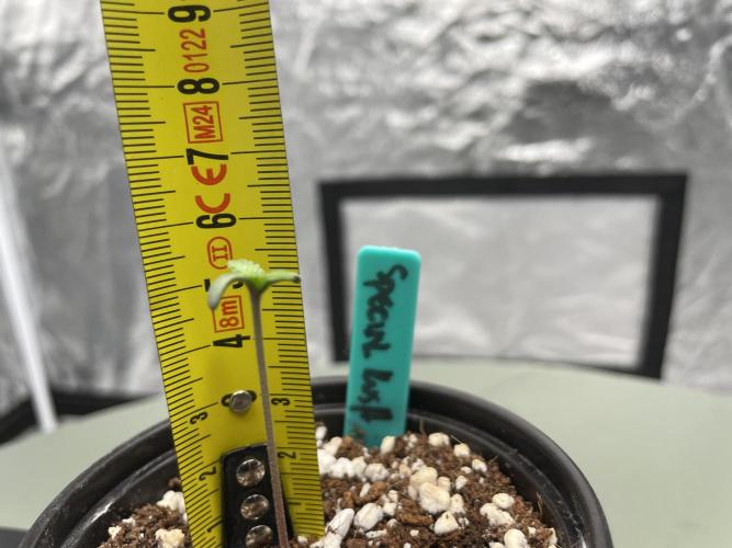 Afghan x Kush. Week 0