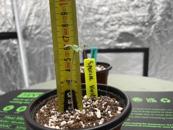 Afghan x Kush. Week 0