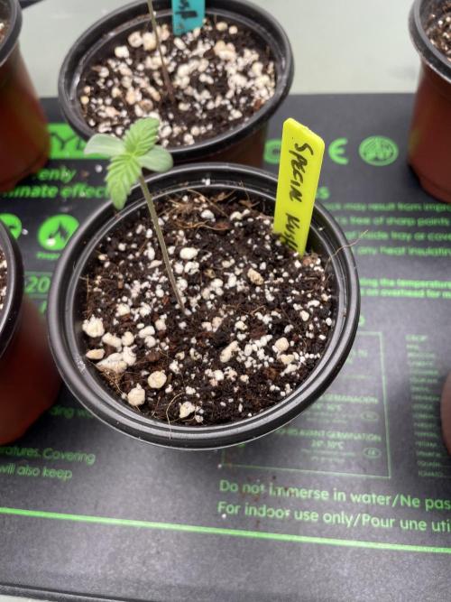 SPECIAL Kush #1 Afghan x Kush. Week 1