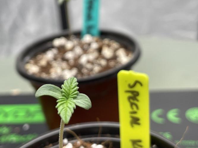 SPECIAL Kush #1 Afghan x Kush. Week 1