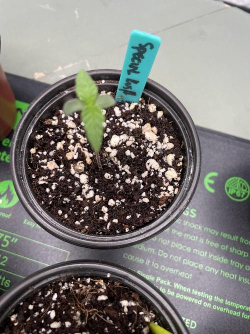 SPECIAL Kush #1 Afghan x Kush. Week 1