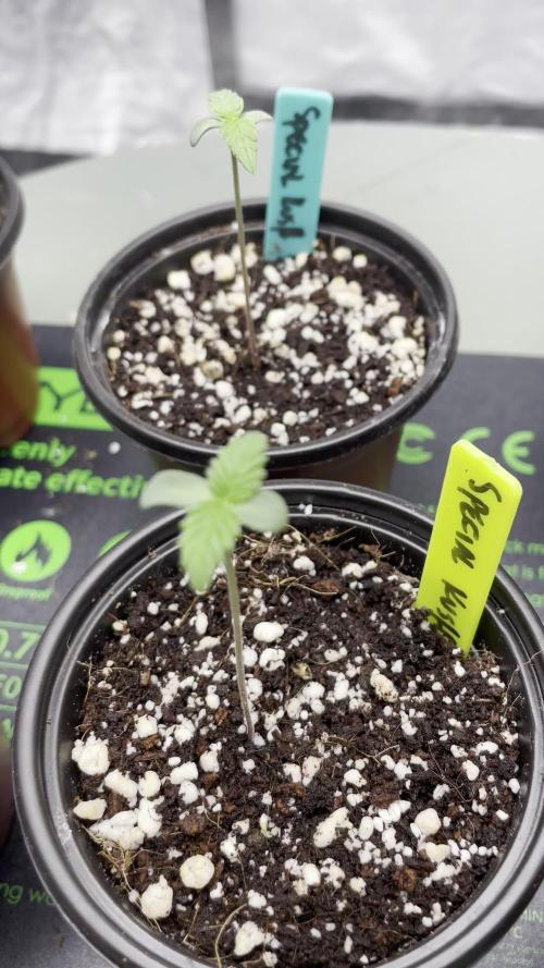 SPECIAL Kush #1: Afghan x Kush