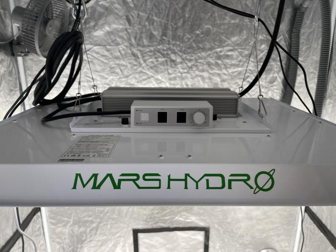 PGC: Ghost OG X Candyland Purple. Week 0