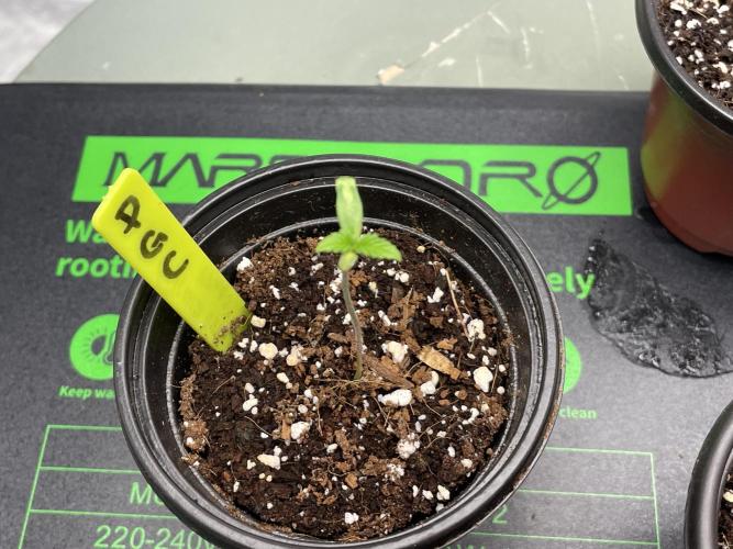 PGC: Ghost OG X Candyland Purple. Week 1