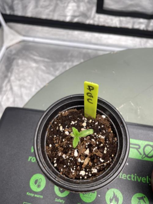 PGC: Ghost OG X Candyland Purple. Week 1