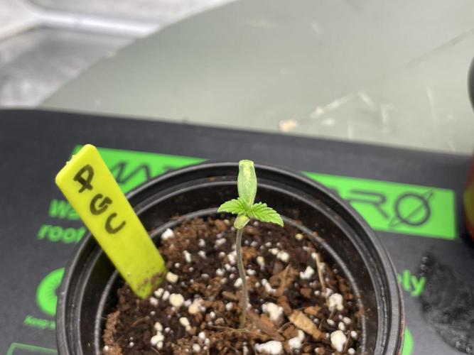 PGC: Ghost OG X Candyland Purple. Week 1