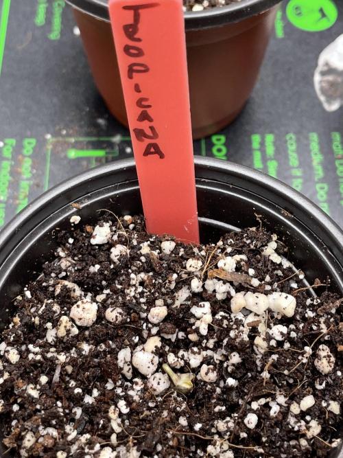 Tropicana Cookies Purple. Week 0