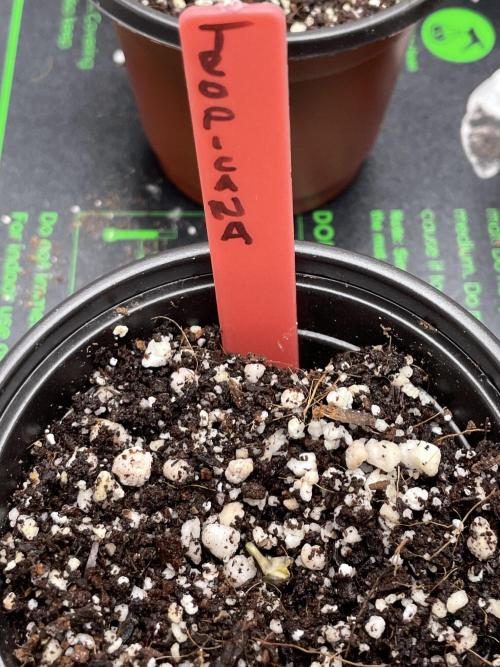 Tropicana Cookies Purple. Week 0