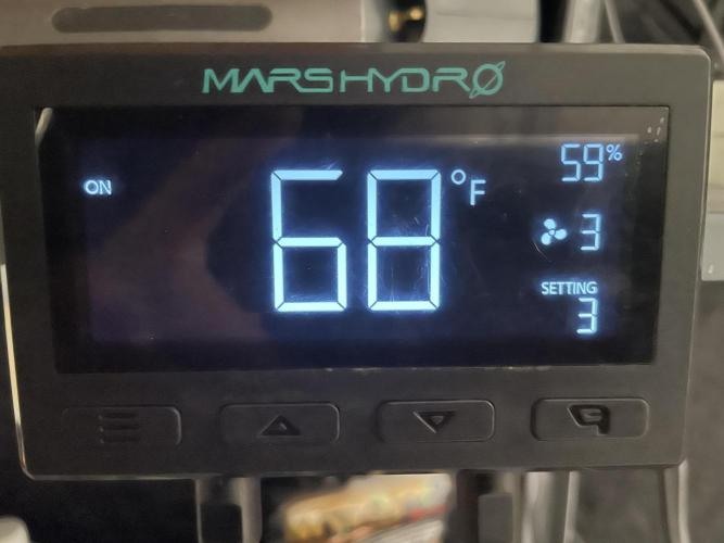 Tropicana Cookies Purple. Week 0