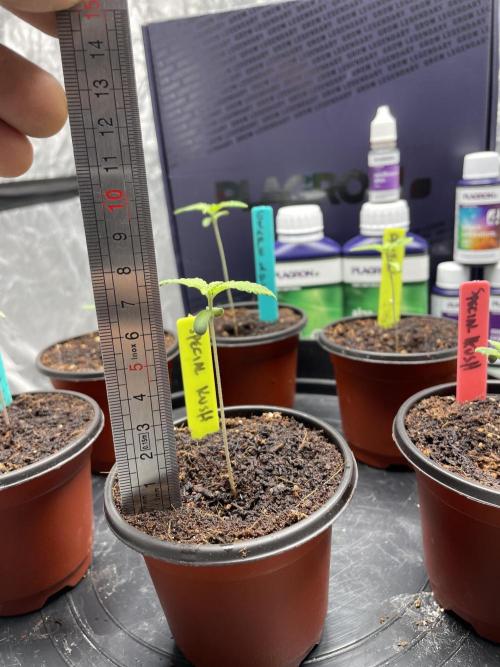 SPECIAL Kush #1: Afghan x Kush. Week 2