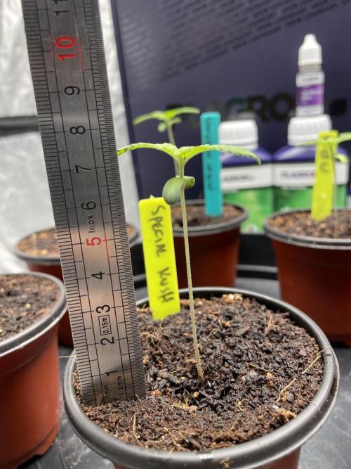 SPECIAL Kush #1: Afghan x Kush. Week 2