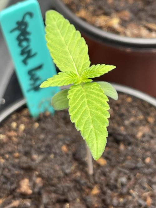 SPECIAL Kush #1: Afghan x Kush. Week 2