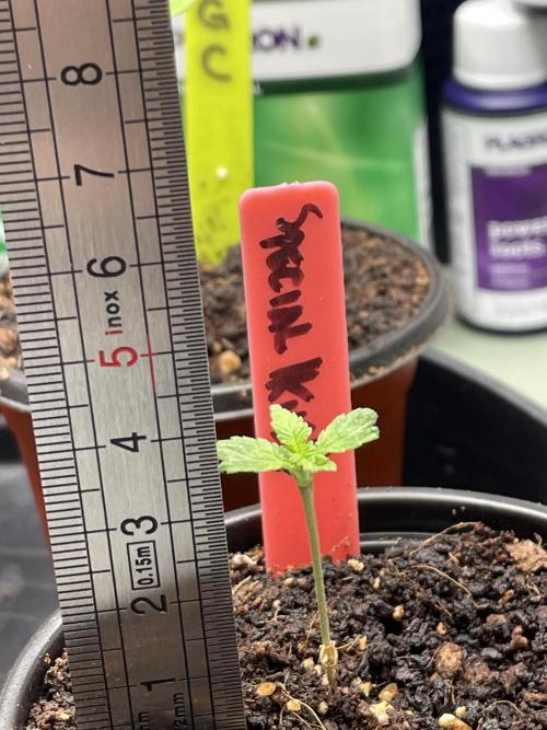 SPECIAL Kush #1: Afghan x Kush. Week 2