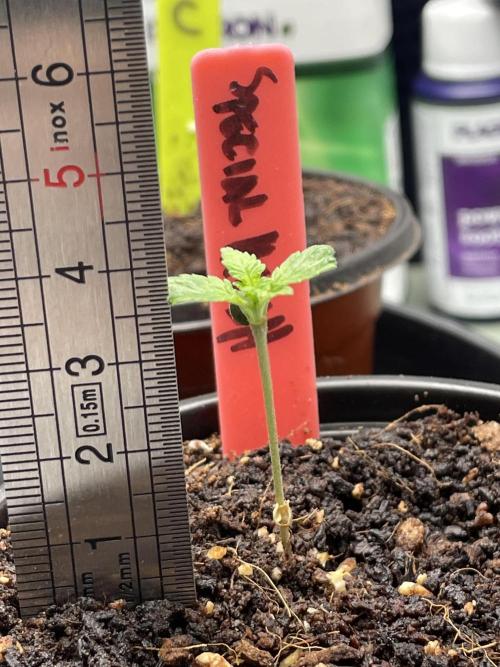 SPECIAL Kush #1: Afghan x Kush. Week 2