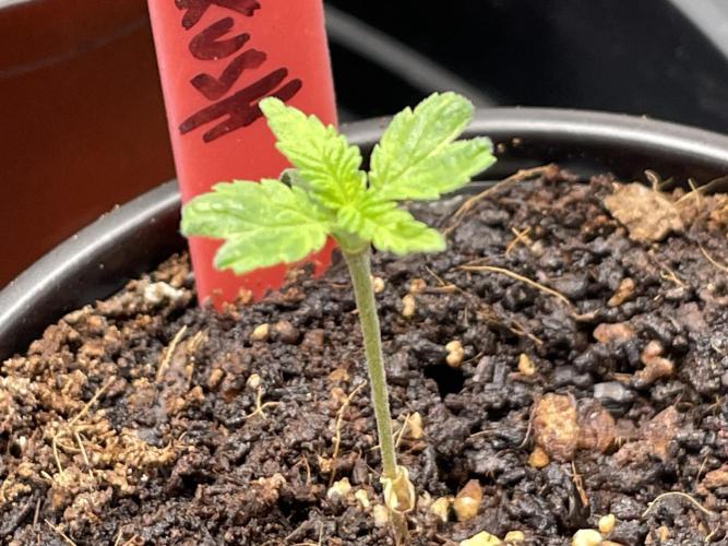 SPECIAL Kush #1: Afghan x Kush. Week 2