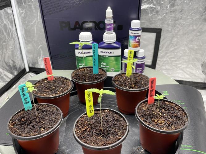 SPECIAL Kush #1: Afghan x Kush. Week 2