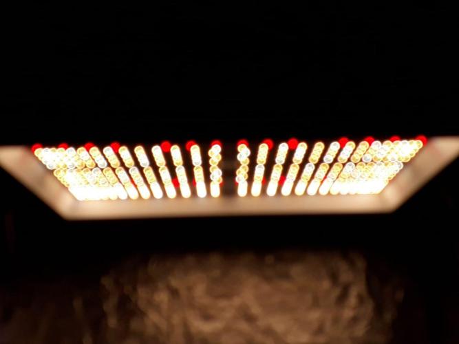 Tropicana Cookies Purple. Week 1