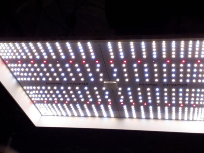 Tropicana Cookies Purple. Week 1