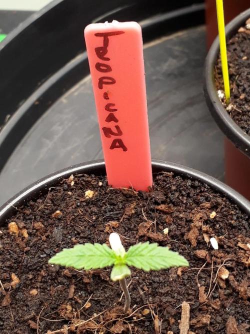 Tropicana Cookies Purple. Week 1