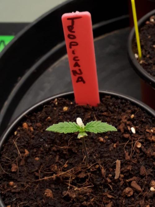 Tropicana Cookies Purple. Week 1