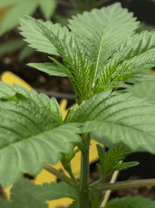 PGC: Ghost OG X Candyland Purple. Week 5